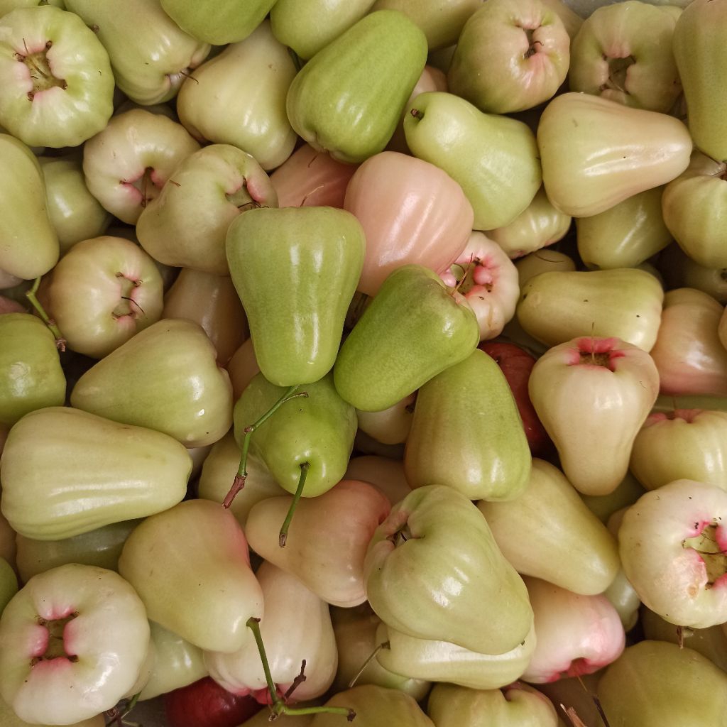 Jambu air madu 1kg