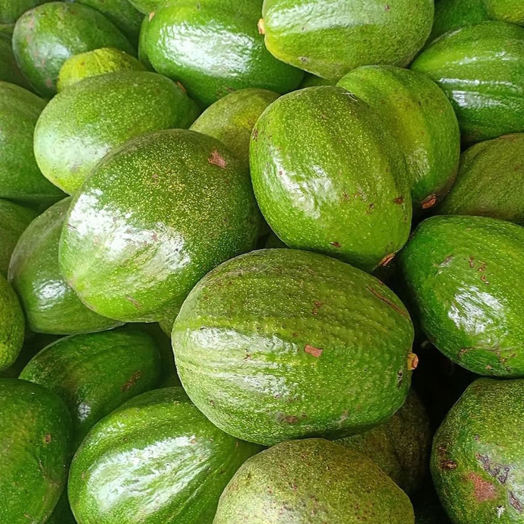 Alpukat Markus kendil 1 kg