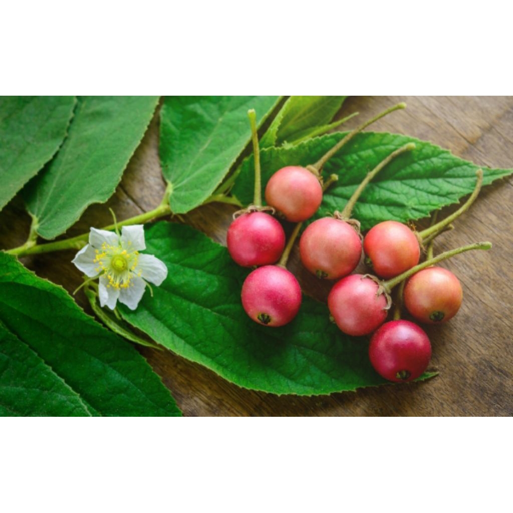 100 biji benih buah kersen/keres