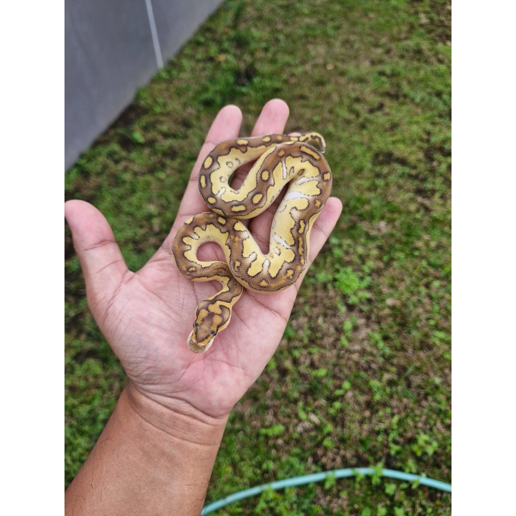 ball python lesser yellowbelly clown female