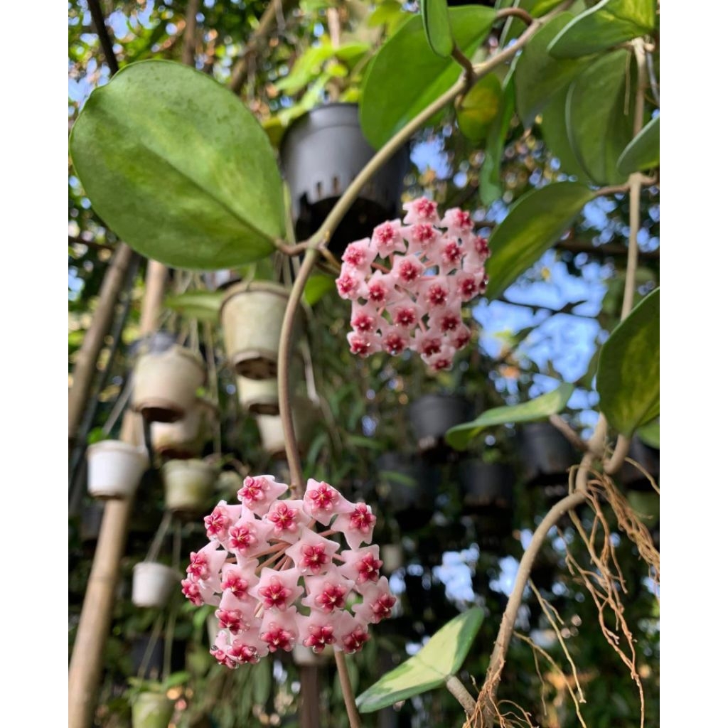 Tanaman Hias Hoya Obovata varigata