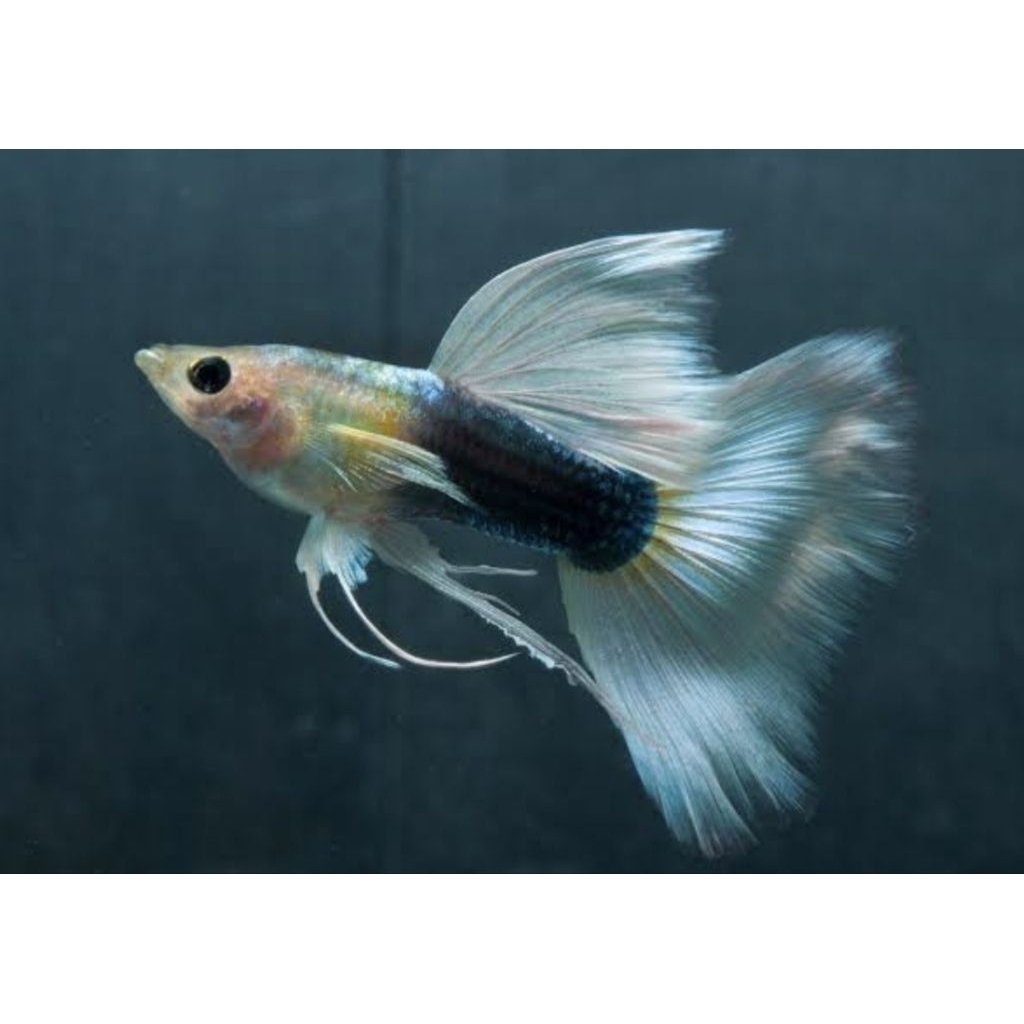 Aksesoris Guppy (Hb white Ribbon )