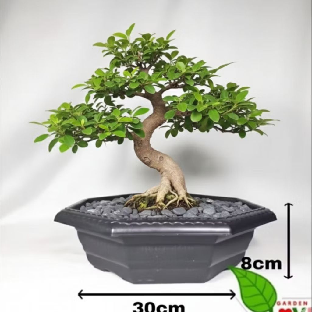 pot plastik bonsai pot bonsai garder 30cmx8