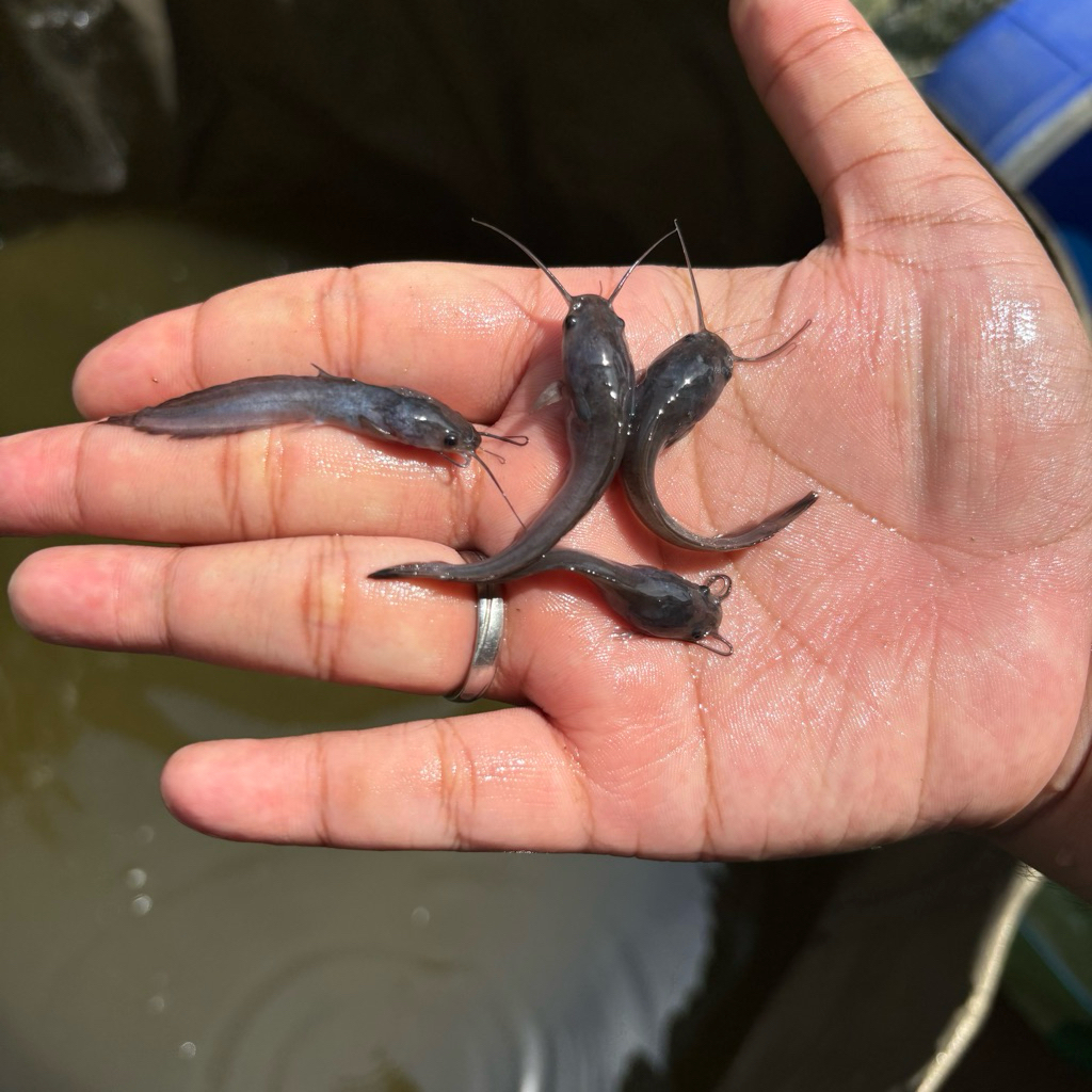 PAKET 25 EKOR - Bibit Ikan Lele Sangkuriang Lincah (4-5cm, 6-7cm, 9-10cm) - Ngikaninbali