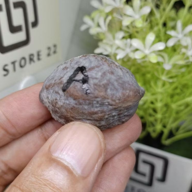 Muncang Adu Jayanti PAIT JR kode A
