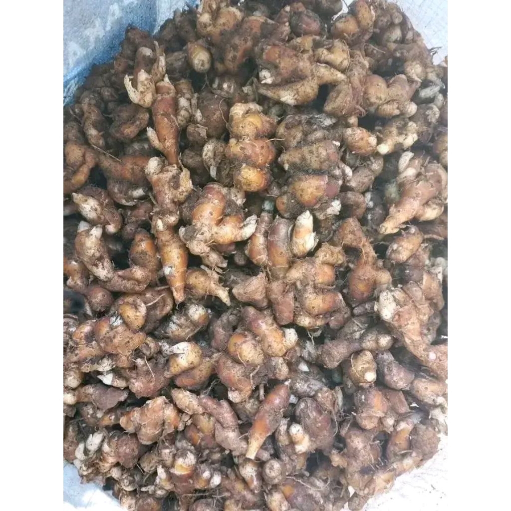 KENCUR STW SETENGAH TUA 1KG BESAR FRESH