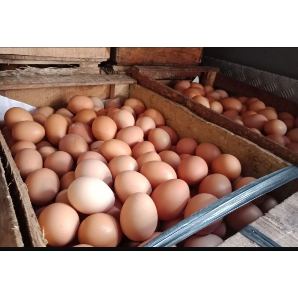 (Paiton - Kotaanyar) Telur Ayam Negeri 1kg - Segar, Berkualitas, Tinggi Protein