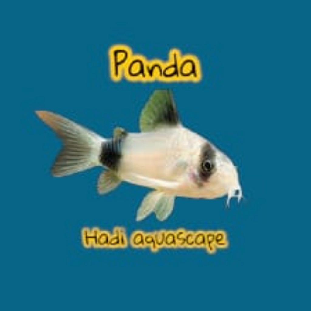 hiasan corydoras panda