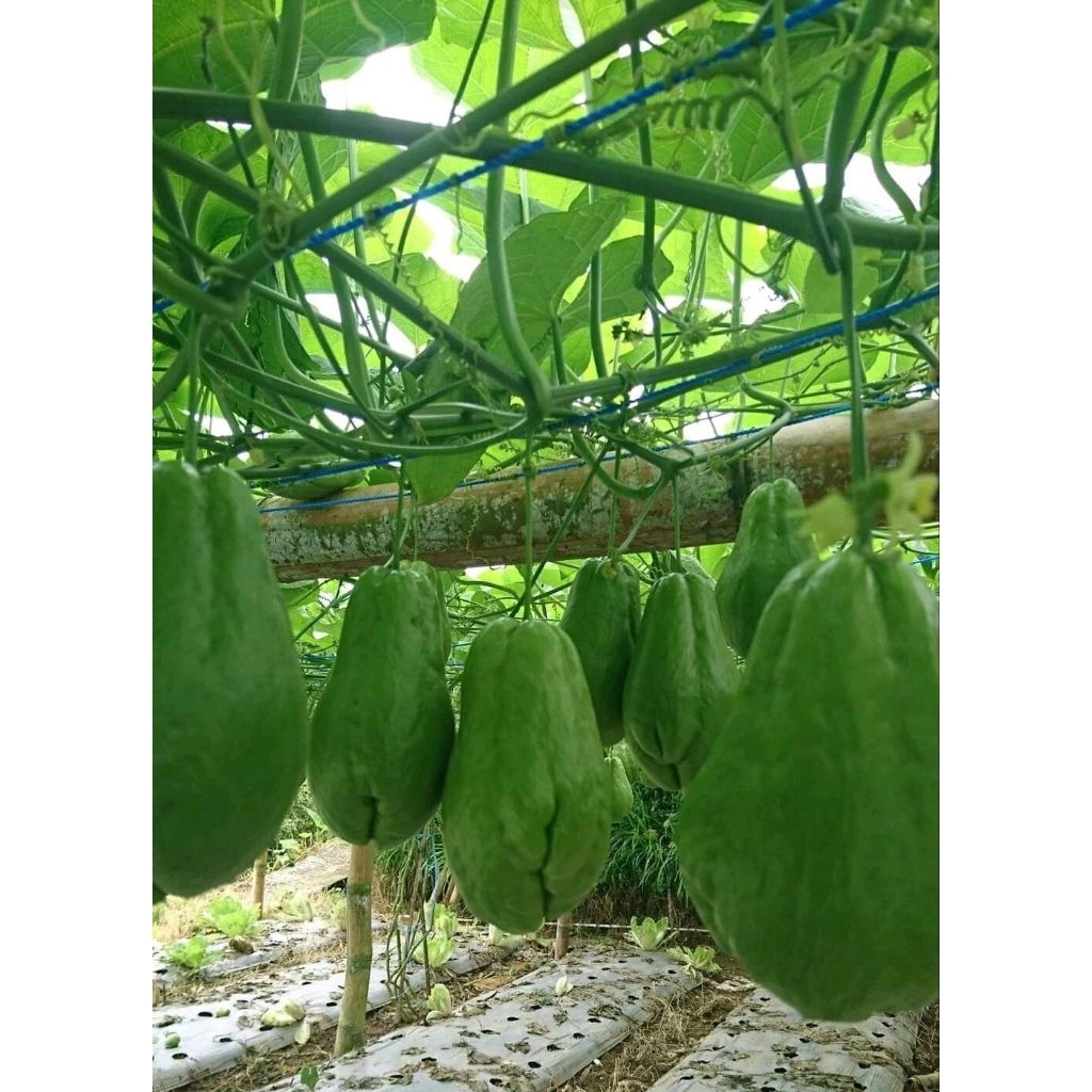 Bibit/Benih Labu Siam Baby Siap Tanam