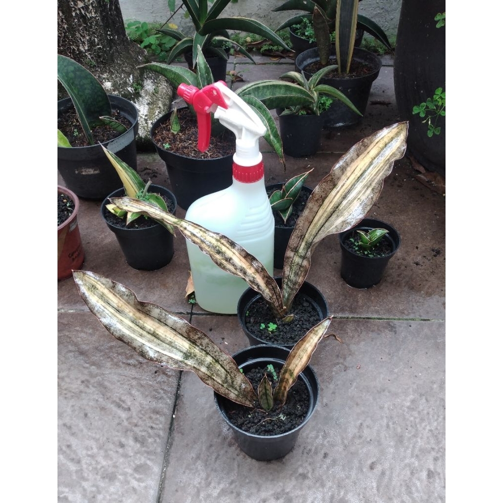 sanseviera kirkii pesanan