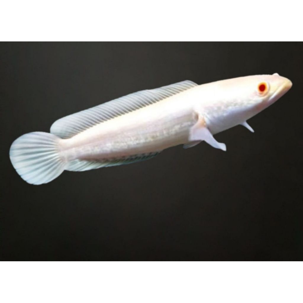 PromoHiasan Striata Albino mata merah