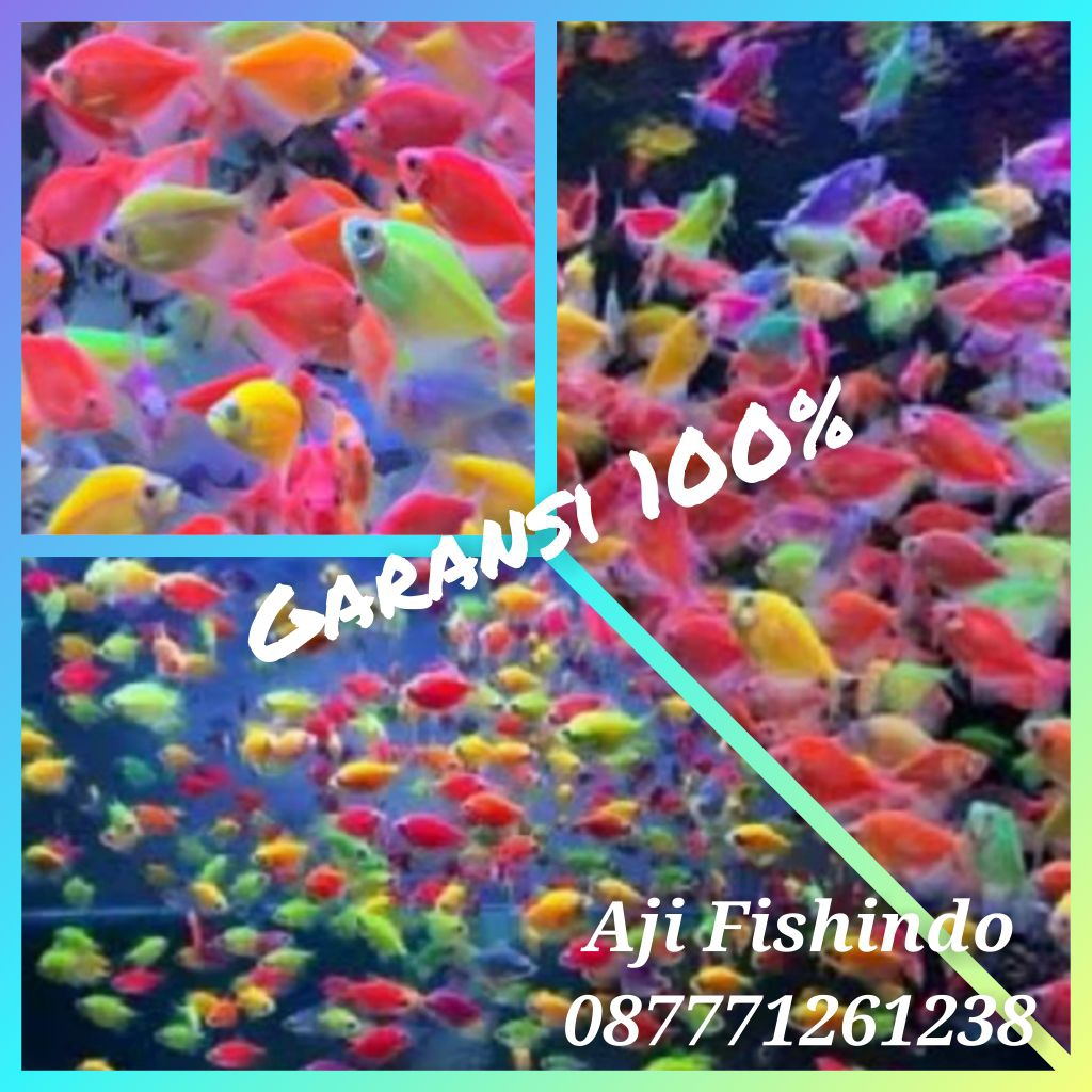 Paket 50 ekor Glowfish Tetra