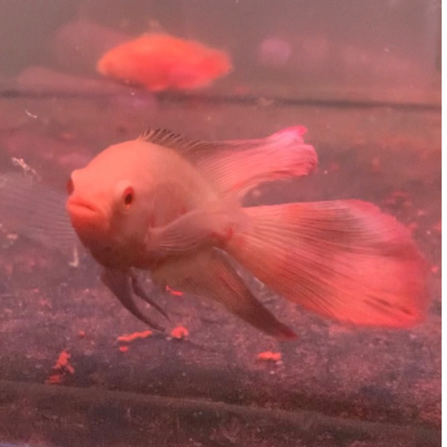 Hiasan Aquarium - Oscar Tiger Albino Longfin 9-10cm