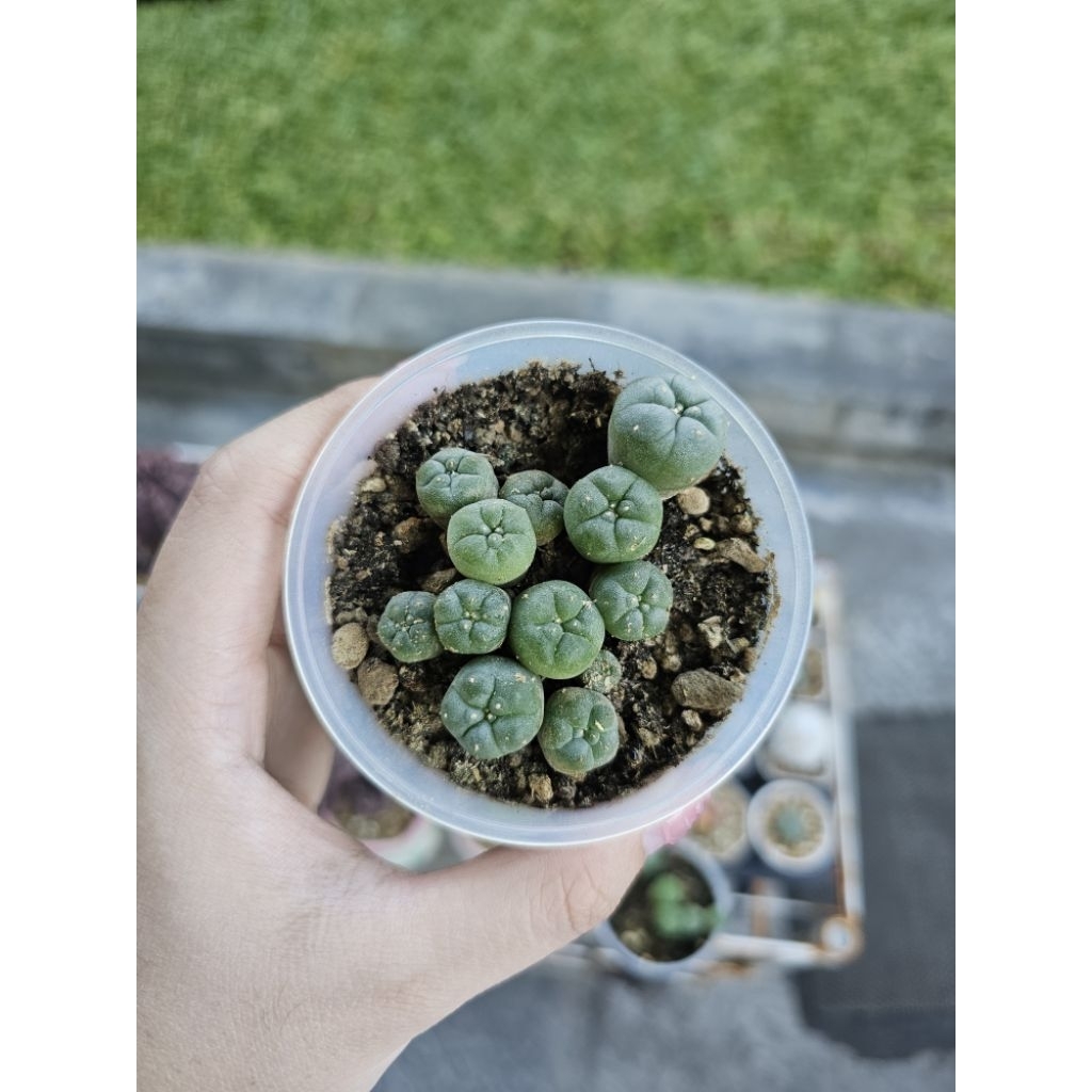 Kaktus lopho lophophora mix fricii williamsii diffusa seedling