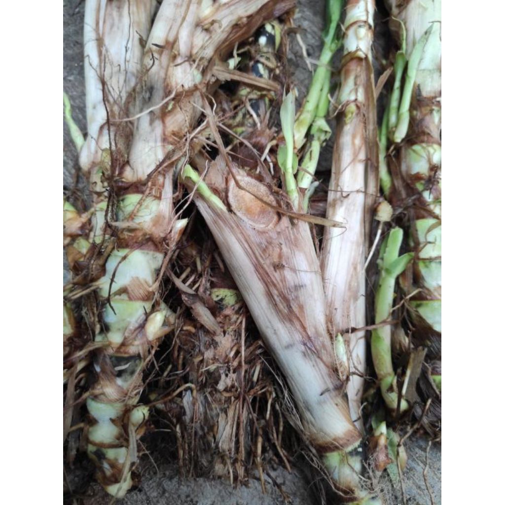 Bibit rumput odot segar 1 kg dipetik langsung