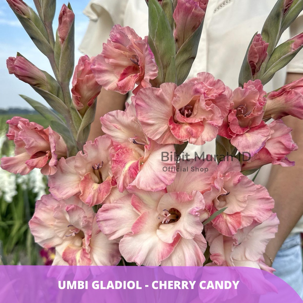 Exclusive | Umbi Gladiol Cherry Candy - Umbi Bunga Gladiol Import dari Belanda
