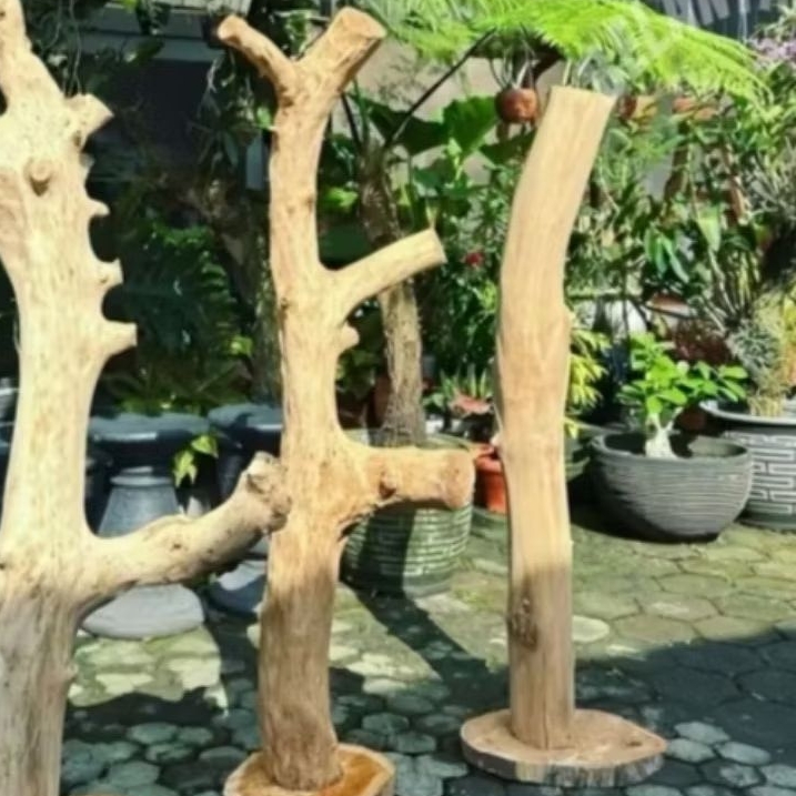 bonggol kayu kopi bercabang/media tempel anggrek T:150cm +tatakan bulat
