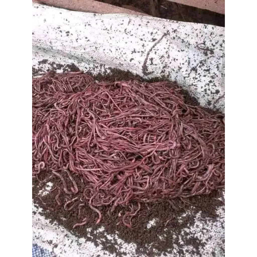 Cacing Lumbricus / Cacing Tanah
