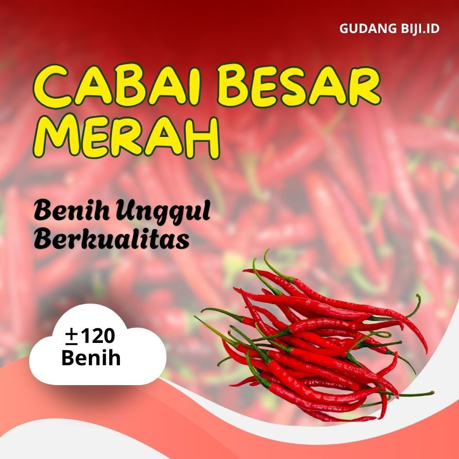 bibit unggul cabe merah besar