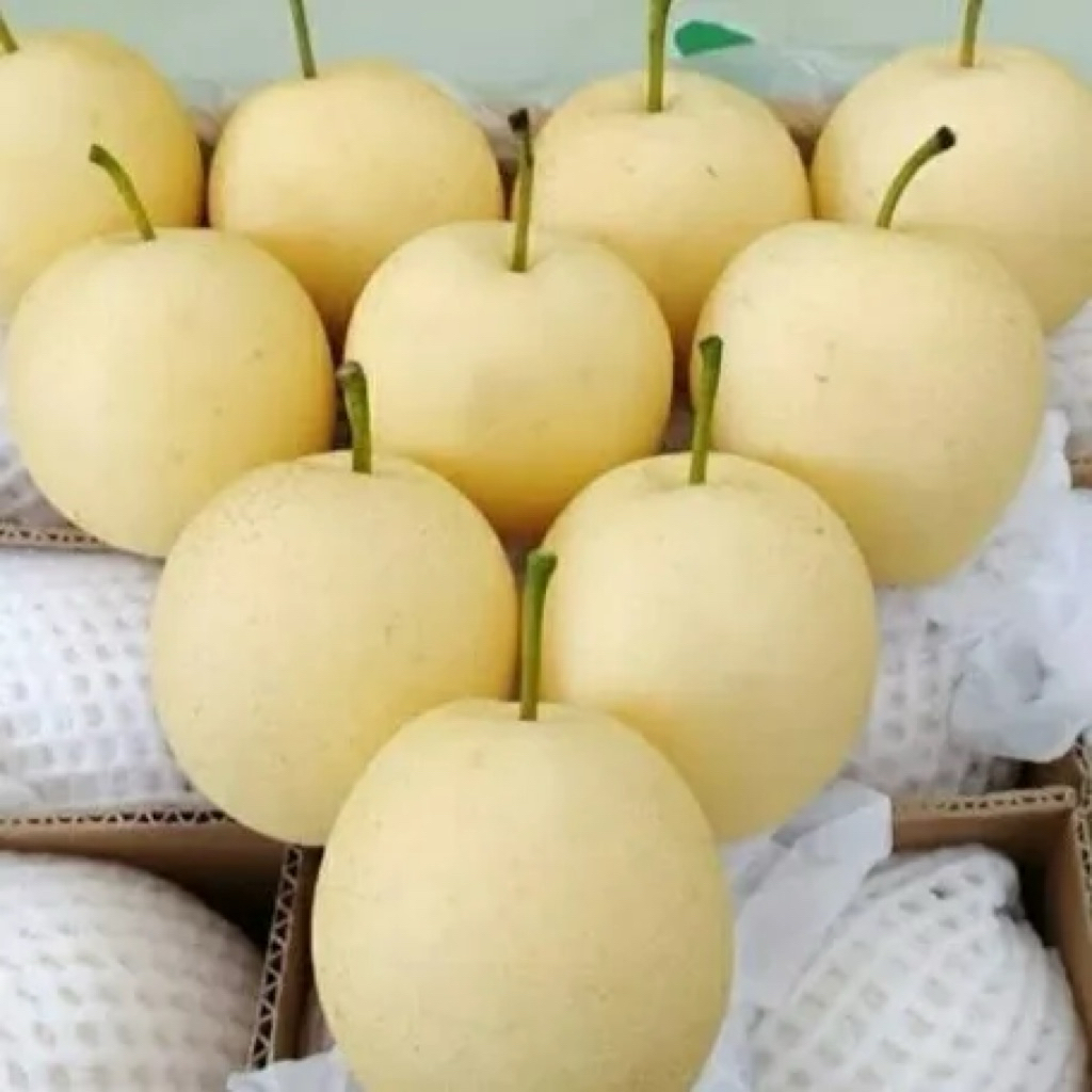 GROSIR Kirim Instan Pear Century 1 Dus, Manis dan Air Melimpah