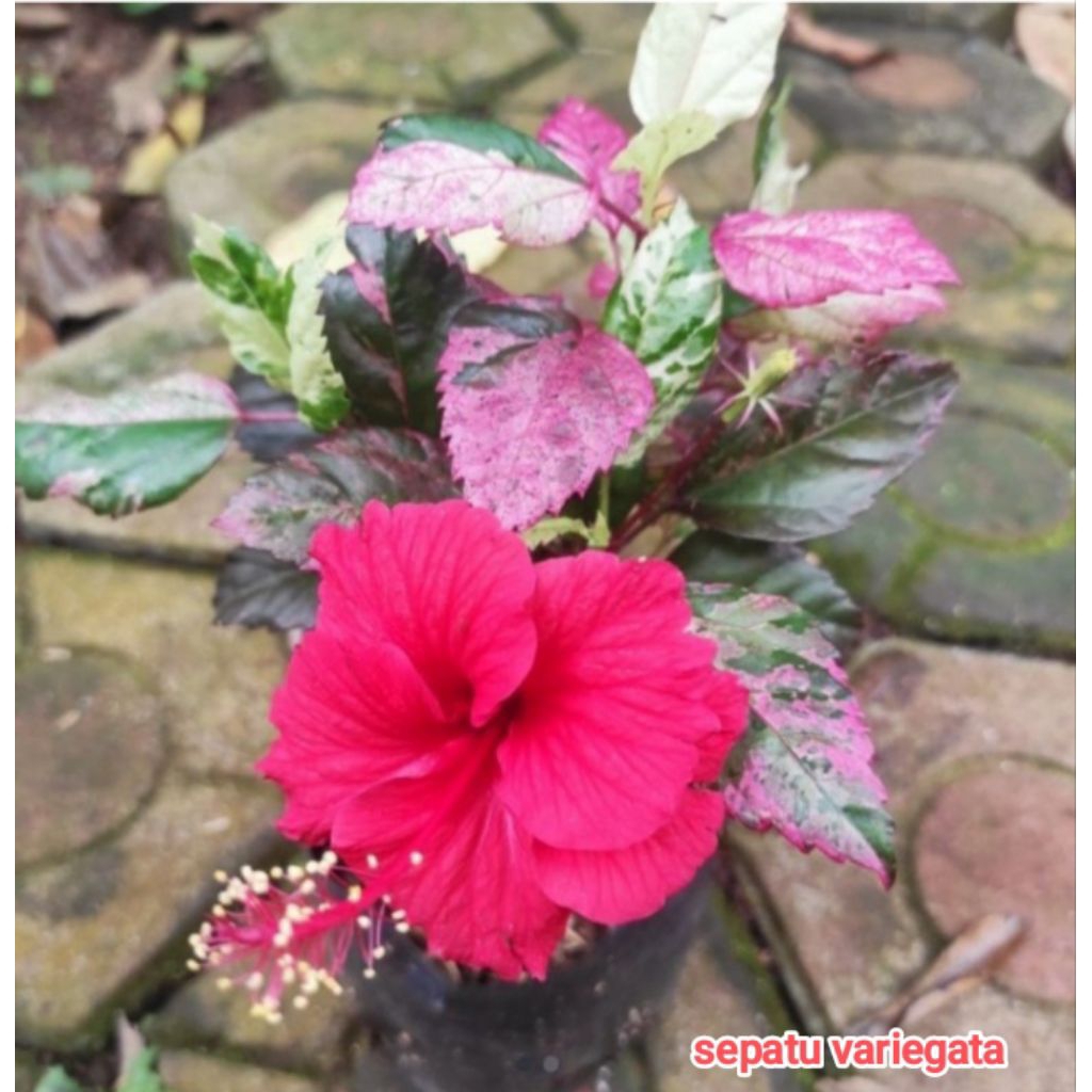 tanaman bunga sepatu variegata super