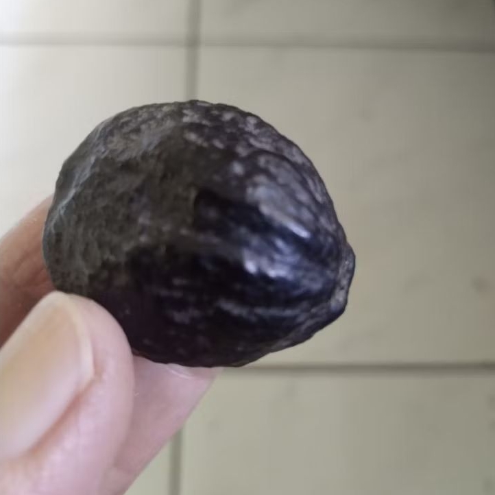 Kemiri Adu Muncang Adu Yanti Lilis Urgen Rel Urat Dua