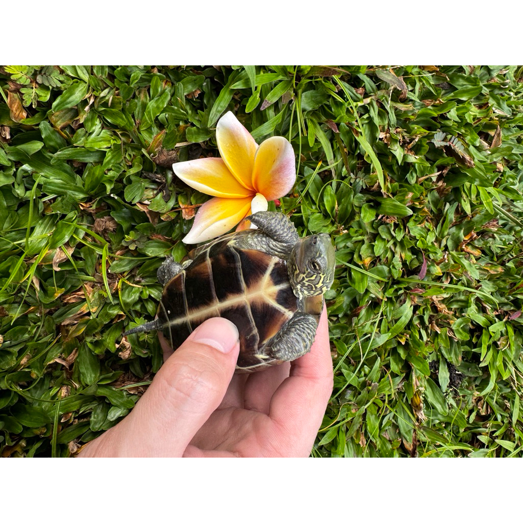 Harga cynemis kura kura Terbaru Jul 2026 | BigGo Indonesia