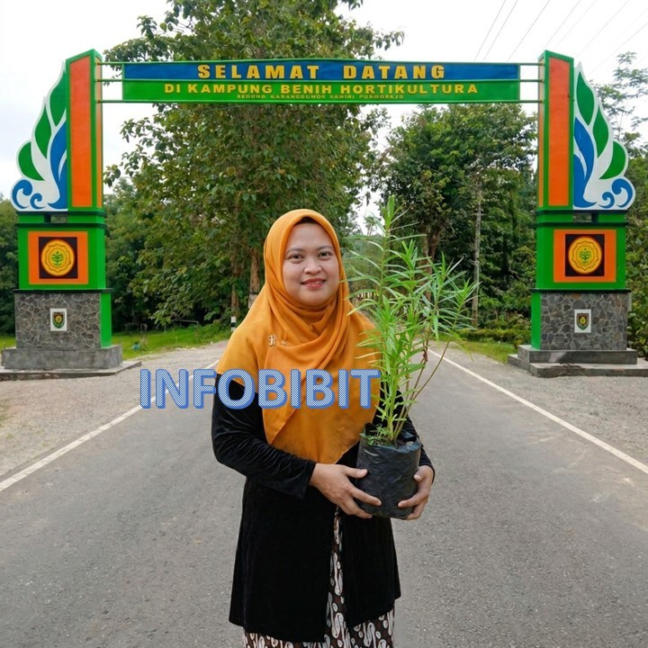 bibit bunga lavender asli baunya wangi-anti nyamuk