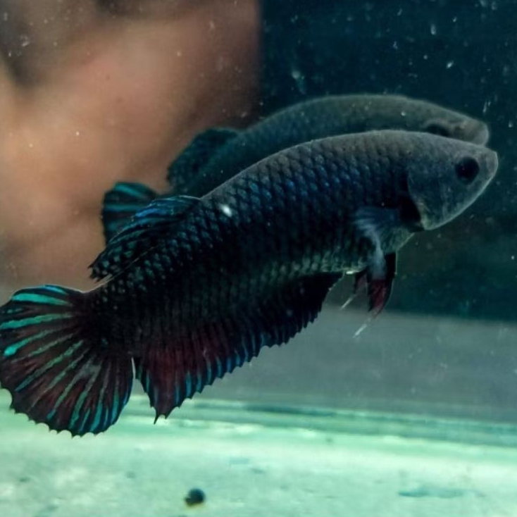 Induk Female Aduan Bagan Mds Lokal Super