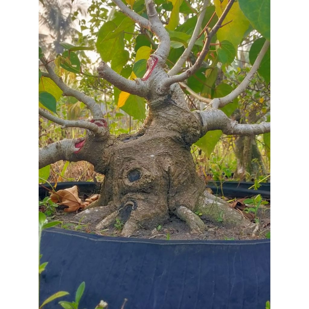 waru india, bahan bonsai waru, waru prokar, waru india prokar