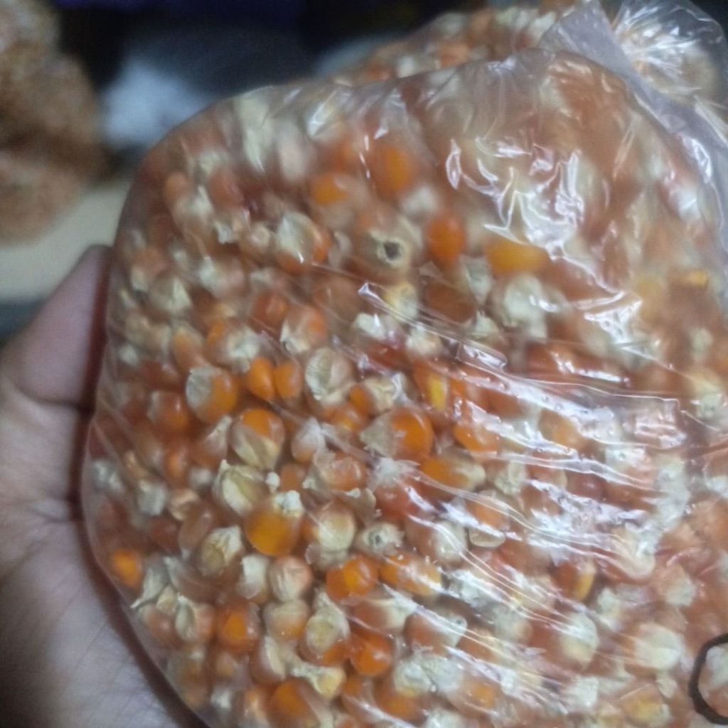 Jagung Pipil kecil 500 gram, Jagung Kristal Pakan Burung Merpati, Burung dara, Ayam Kecil