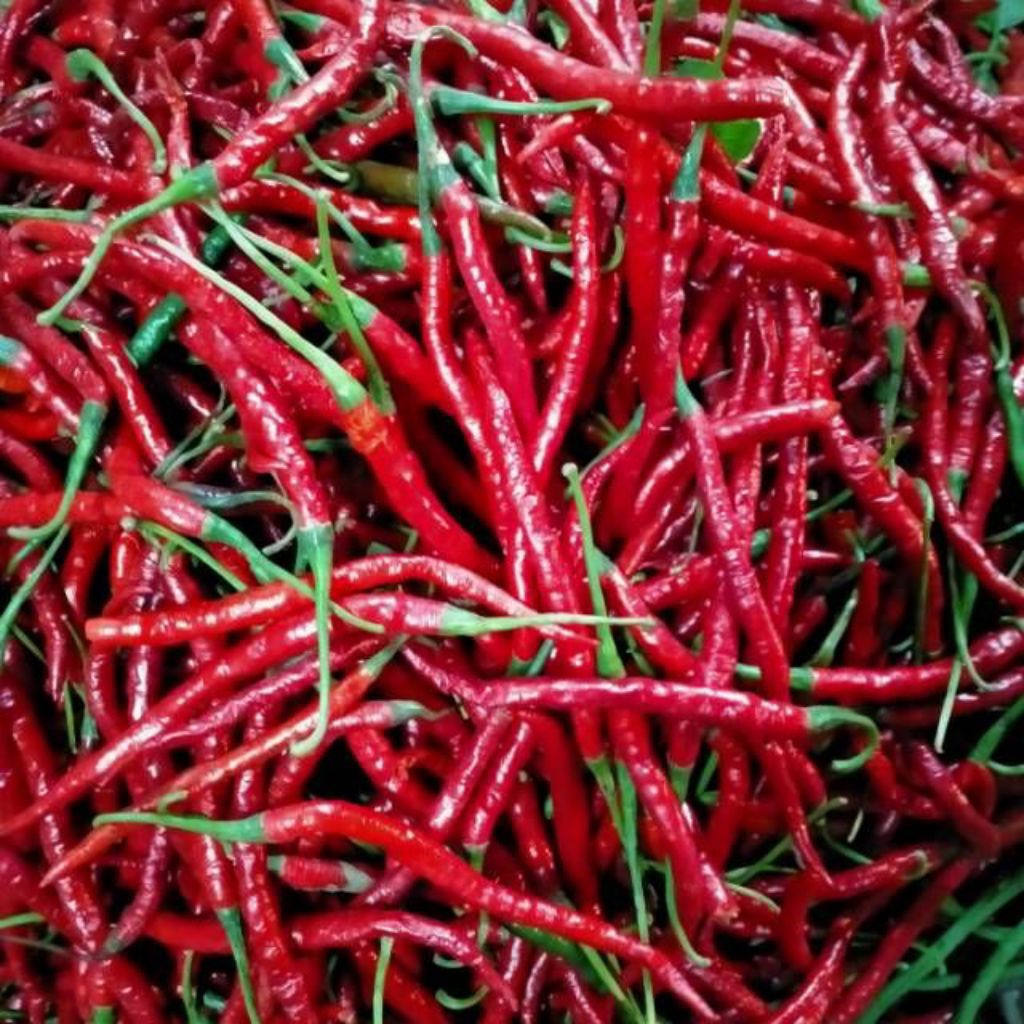 CMK Cabai Merah Kriting Berkualitas Premium
