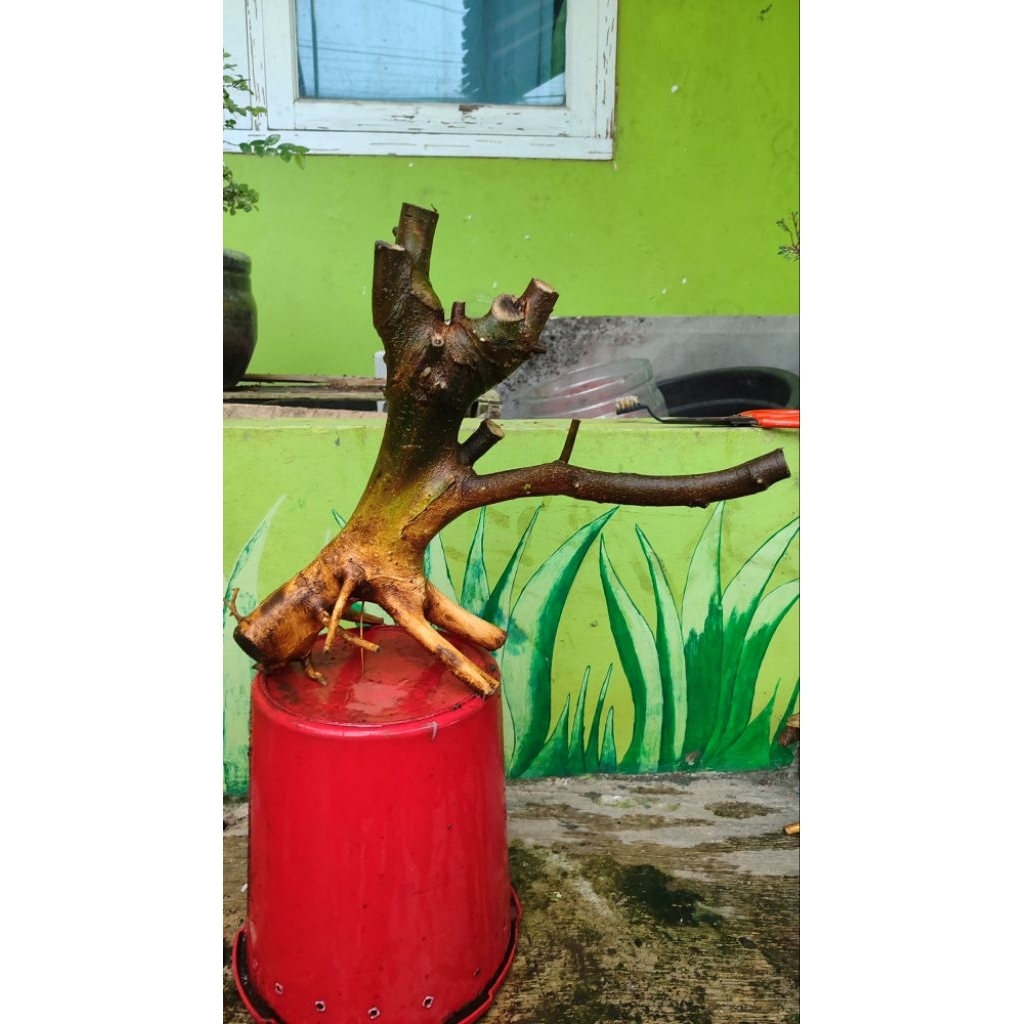 bonsai phusu bulu berkarakter
