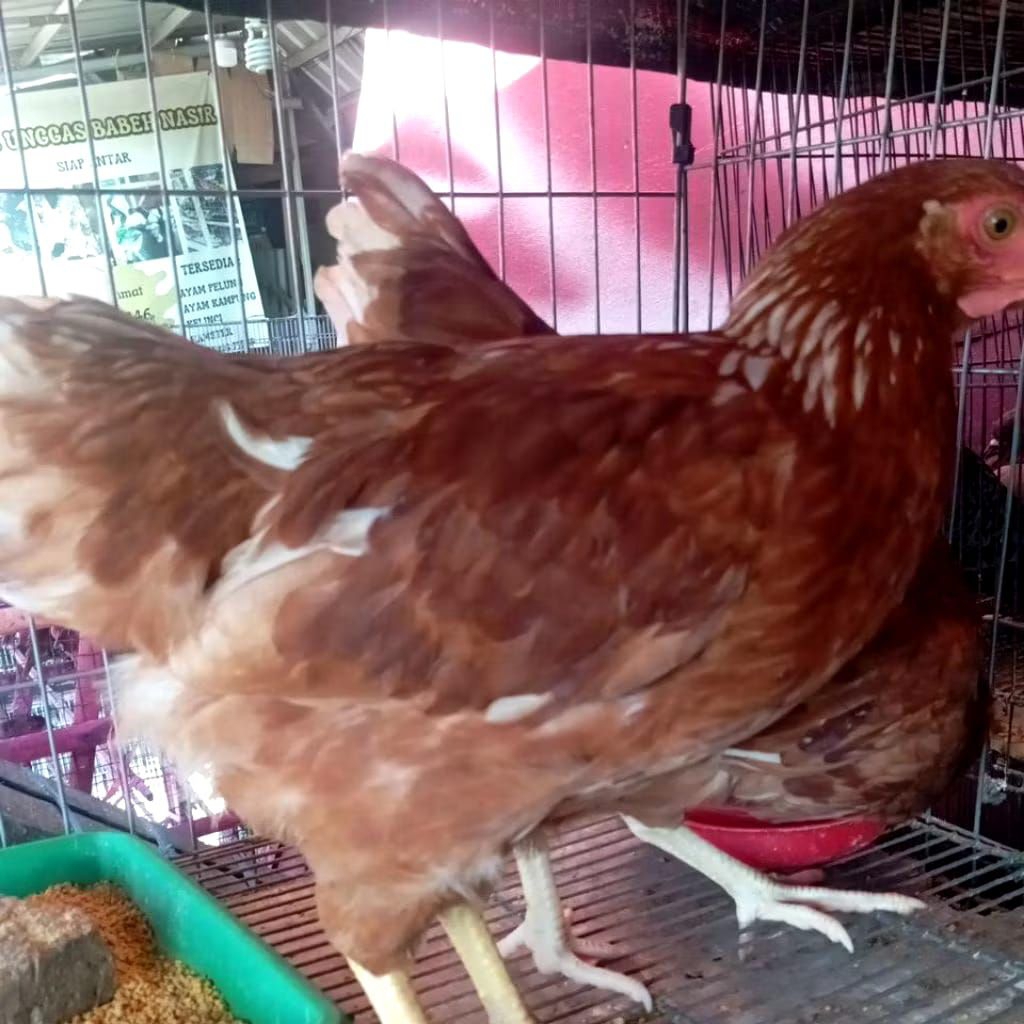 AYAM PETELUR Merah Siap bertelur Full Vaksin