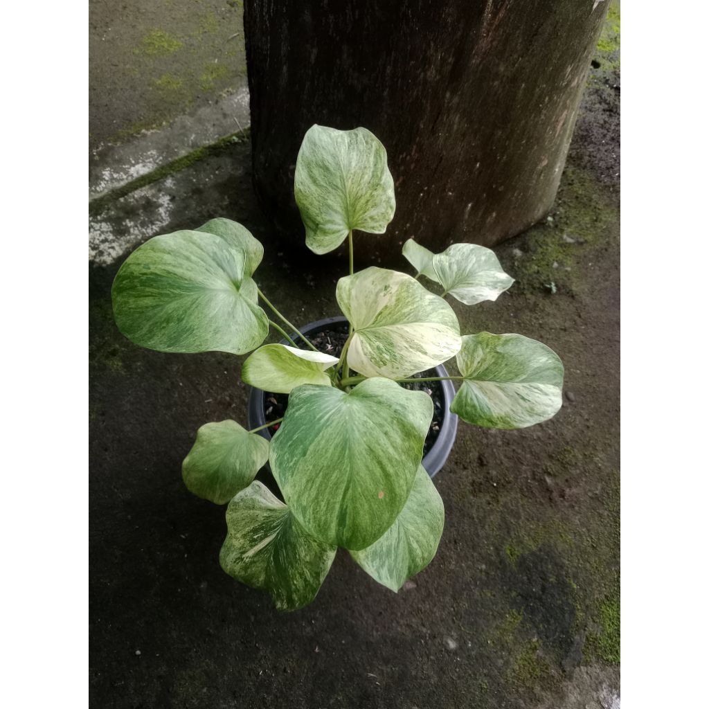 Tanaman Homalomena pendula variegata mint