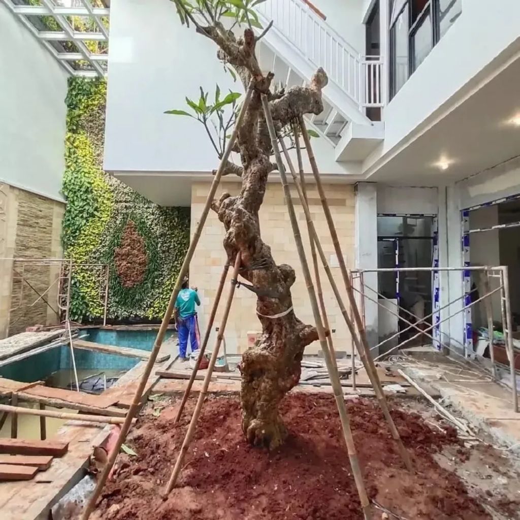 Tanaman Kamboja Besar - Tanaman Kamboja Fosil - Tanaman Fosil kamboja