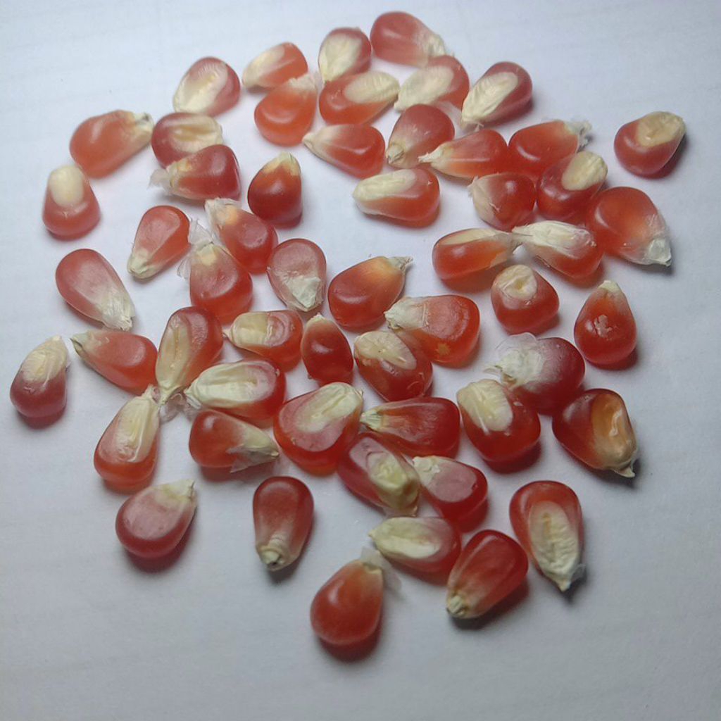 Jagung Kristal - Jagung Kristal Merah - Jagung Kristal Burung Merpati - Jagung Kristal Pakan Merpati