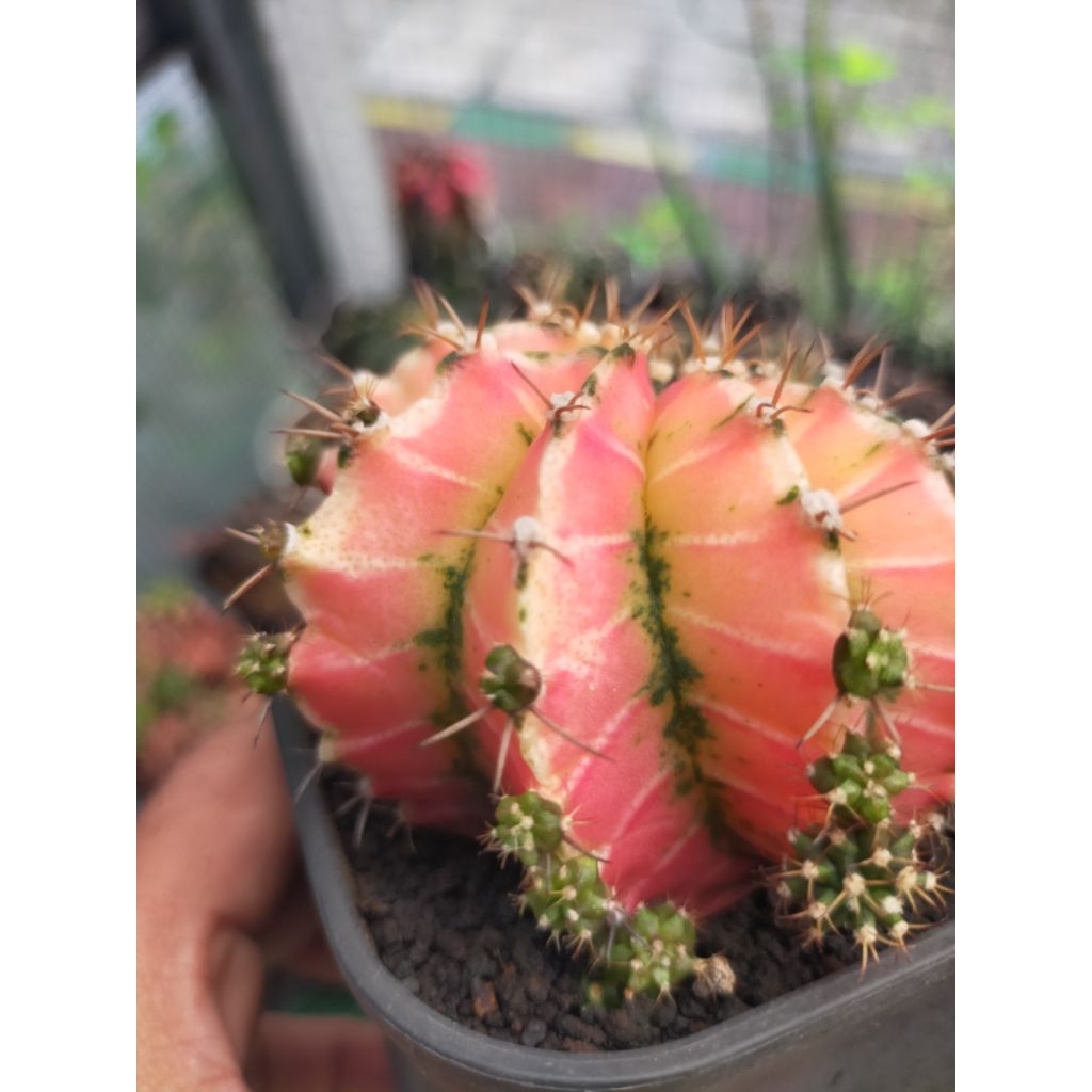 Gymno Miha Hybrid Variegata Half Moon Seedling