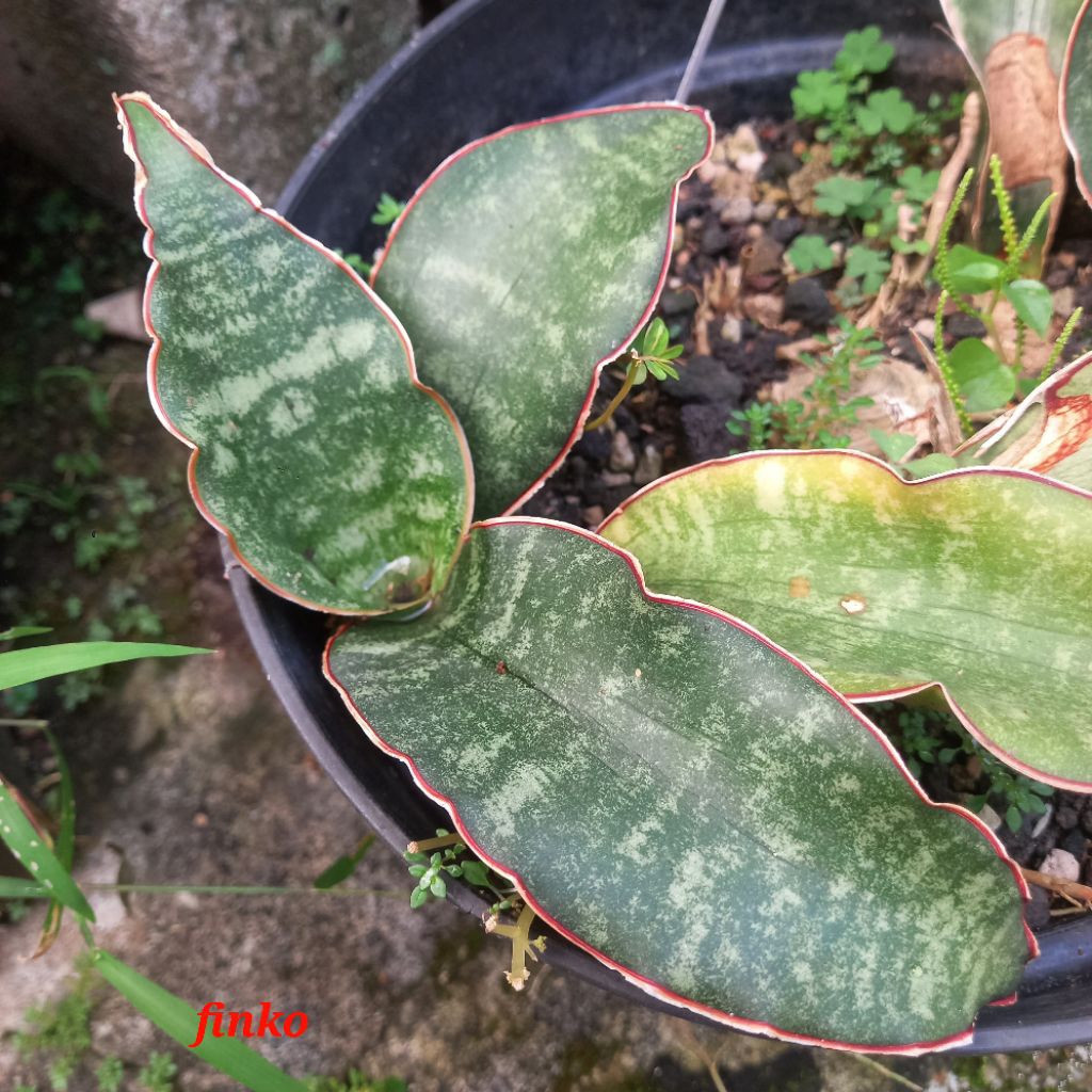 sansevieria sp. R.995
