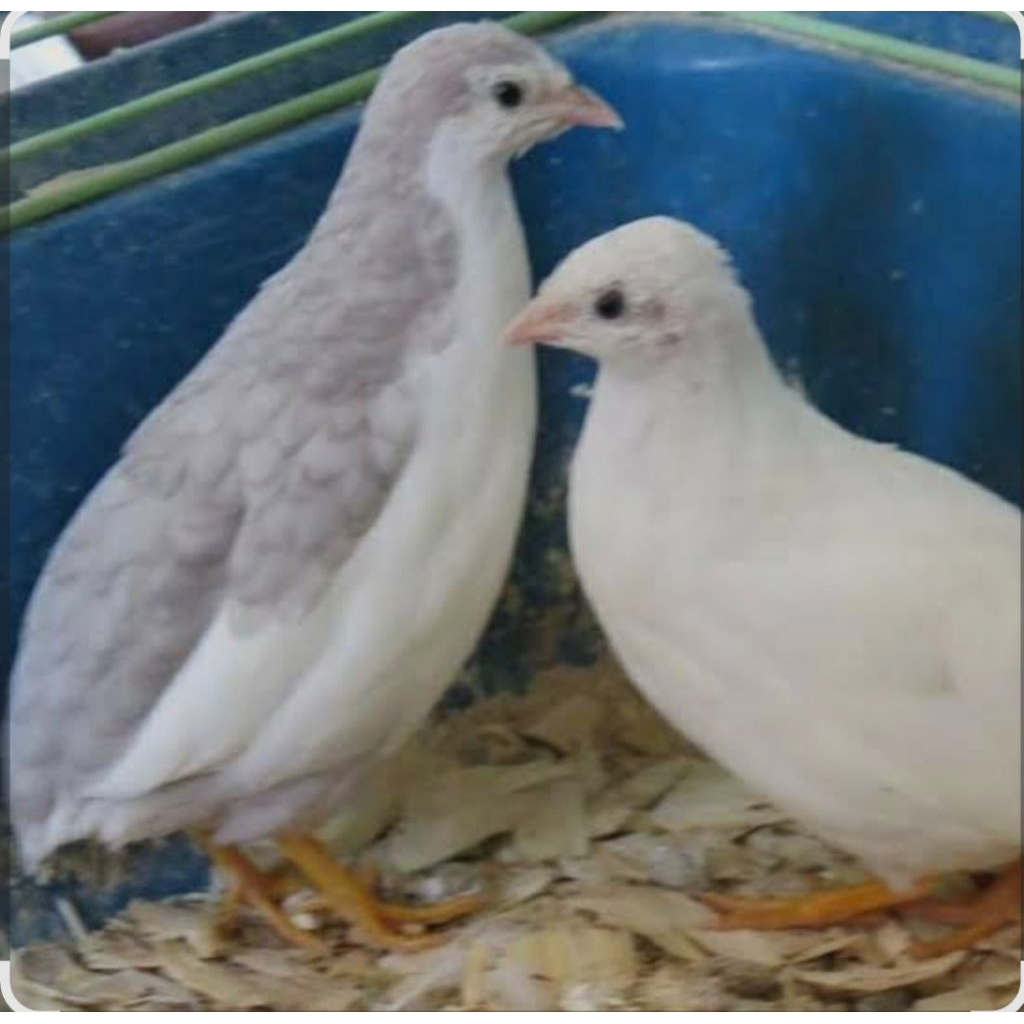 Puyuh batu Tuxedo Silver sepasang