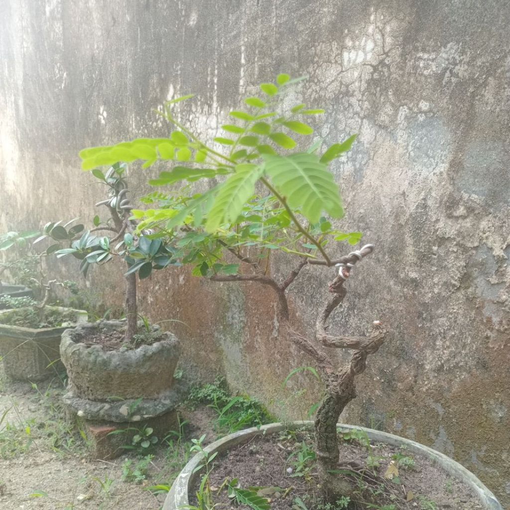 bonsai asam jawa