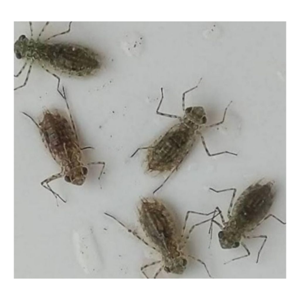 larva capung/unil hidup per30ekor