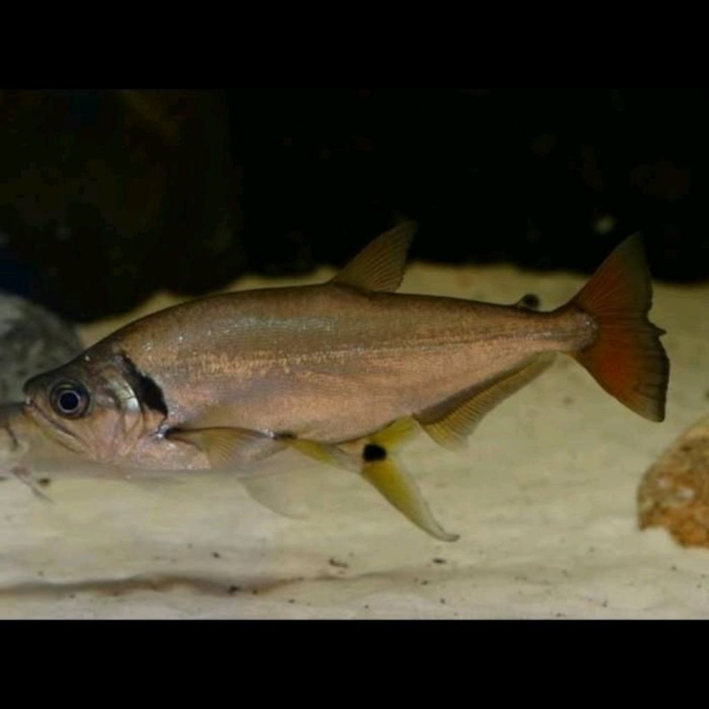 Ikan payara red tail tatauaia