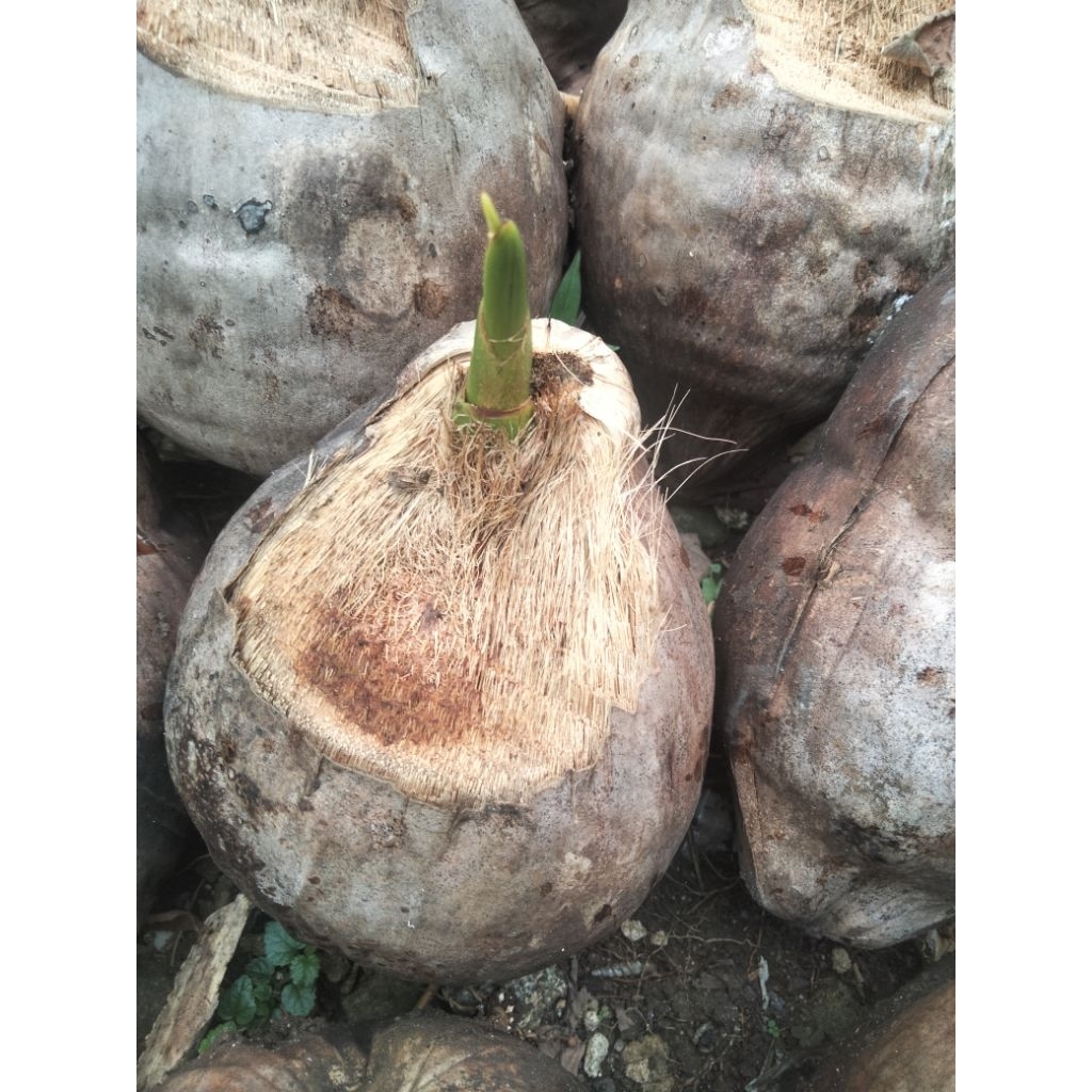 Bibit kelapa bahan bonsay batang hijau