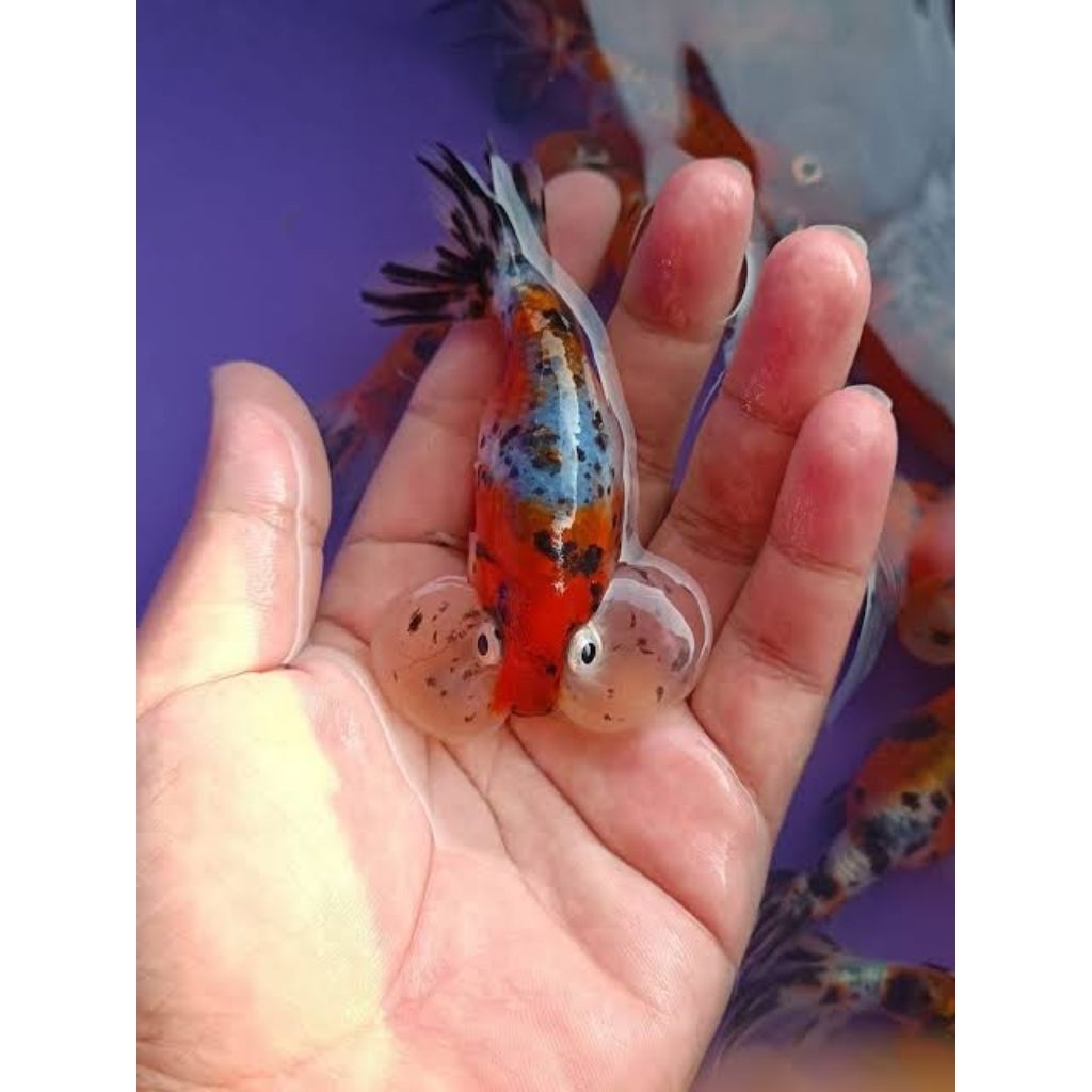 IKAN HIAS KOKI GOLDFISH MATA BALON BUBLE EYE PER EKOR