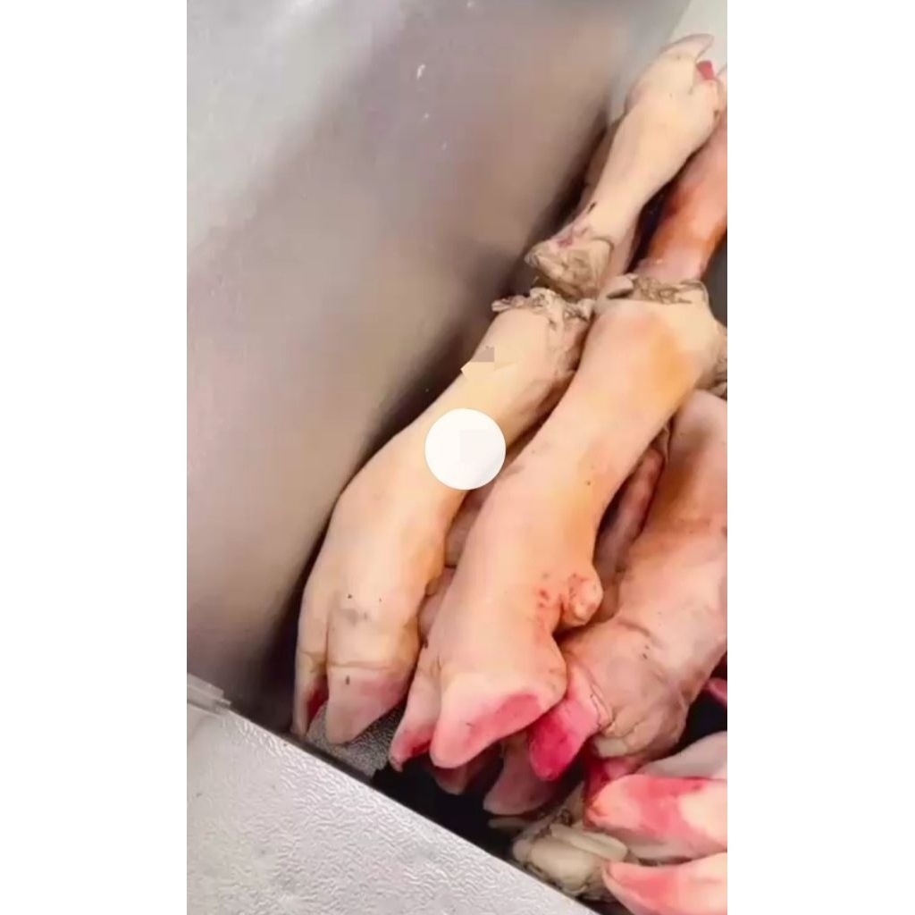 tunjang/kaki sapi