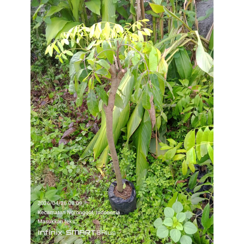 bibit kelengkeng cangkok