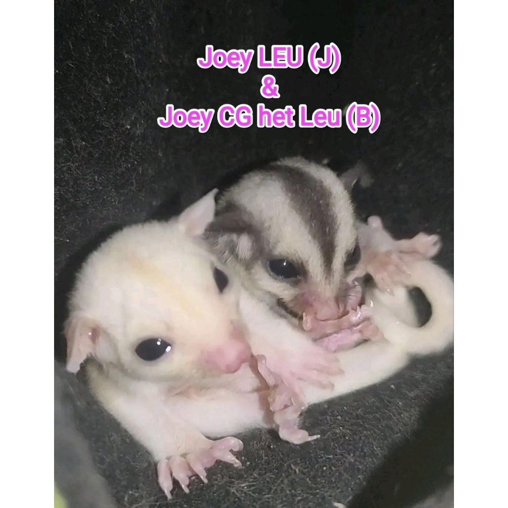 SG Joey Leucistic + Joey CG het Leucistic