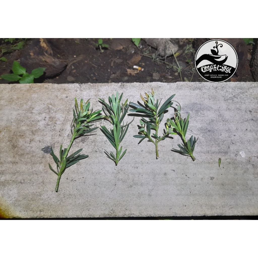 entres lohansung lidah burung daun biru(micro)/potongan pucuk lohansung lidah burung daun biru(micro
