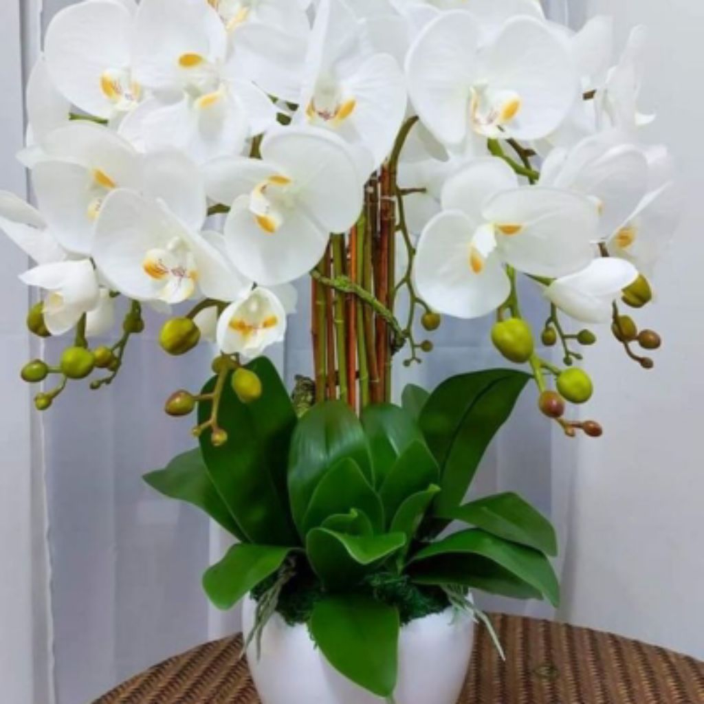 anggrek bulan berwarna putih/pohon hias rumah &taman